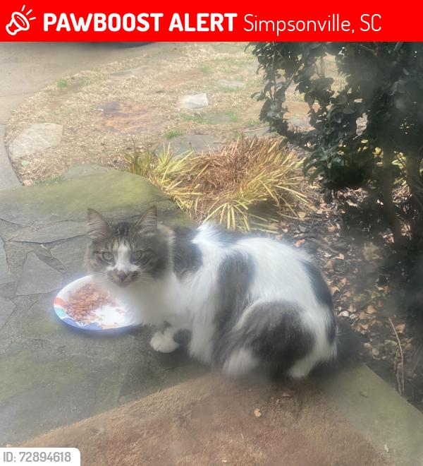 Lost Female Cat last seen Jonesville Rd., providence square, Simpsonville, SC 29681
