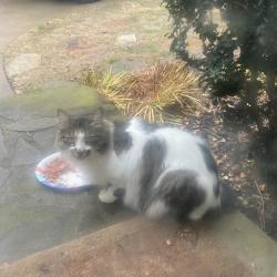Lost Female Cat last seen Jonesville Rd., providence square, Simpsonville, SC 29681