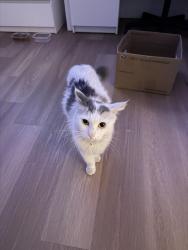 Found/Stray Female Cat last seen Barret Ave & Placentia , Perris, CA 92571