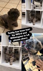 Lost Male Dog last seen Near in watts, Los Angeles, CA 90002