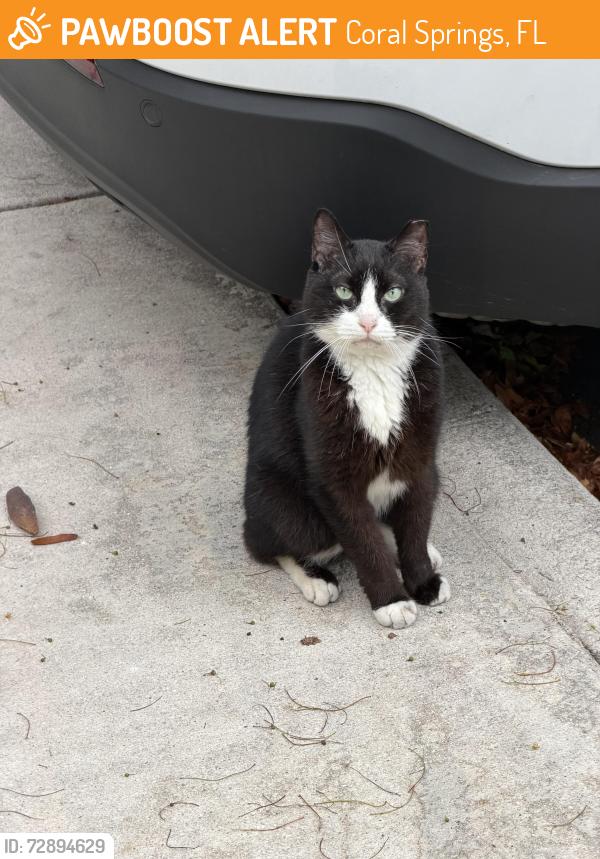 Found/Stray Unknown Cat last seen The Hamptons on Heron Bay, Coral Springs, FL 33076