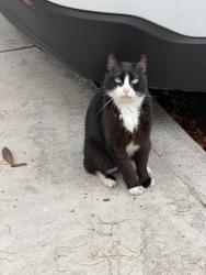 Found/Stray Unknown Cat last seen The Hamptons on Heron Bay, Coral Springs, FL 33076