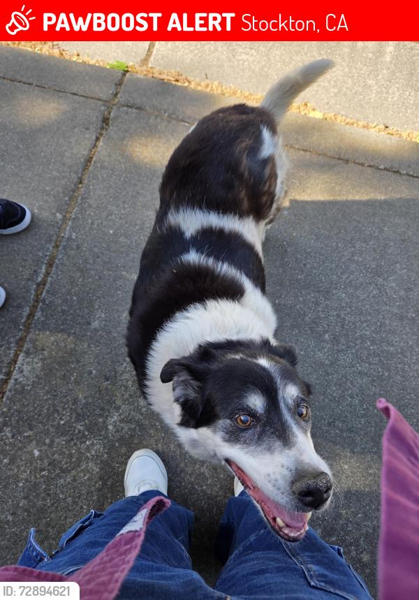 Lost Female Dog last seen Bainbridge and Wagner Heights pool, Stockton, CA 95209