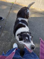 Lost Female Dog last seen Bainbridge and Wagner Heights pool, Stockton, CA 95209