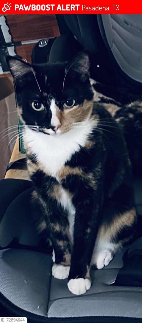 Lost Female Cat last seen Near Harding st , Pasadena, TX 77502