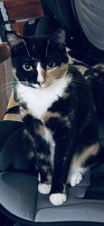 Lost Female Cat last seen Near Harding st , Pasadena, TX 77502