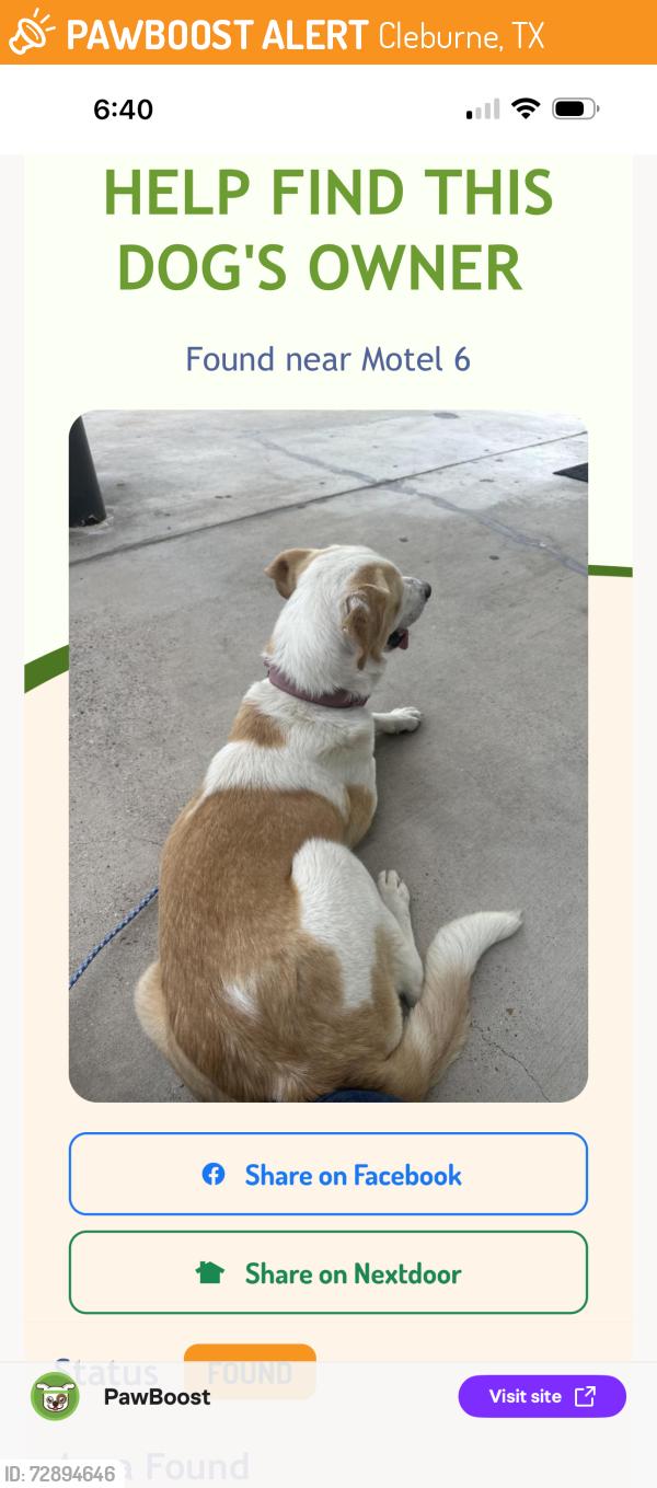 Found/Stray Female Dog last seen Highway , Cleburne, TX 76033