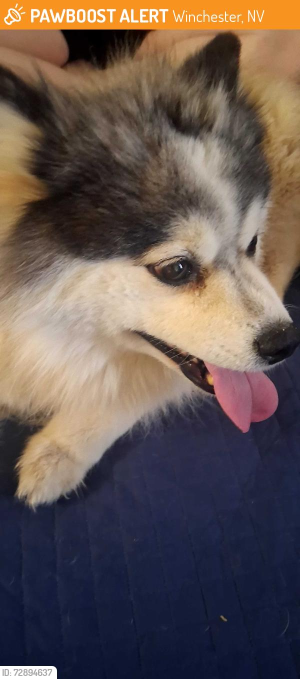 Found/Stray Female Dog last seen Dessert inn and pecos rd, Winchester, NV 89121