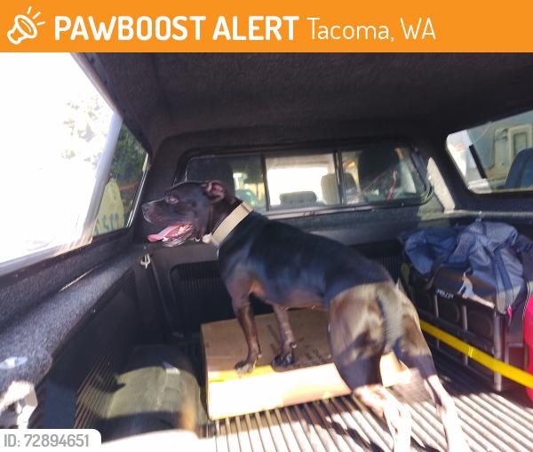 Found/Stray Male Dog last seen 96th and sales rd, Tacoma, WA 98444