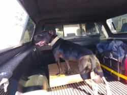 Found/Stray Male Dog last seen 96th and sales rd, Tacoma, WA 98444