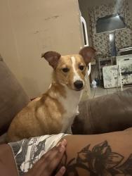 Reunited Female Dog last seen in the big field, Baltimore, MD 21224