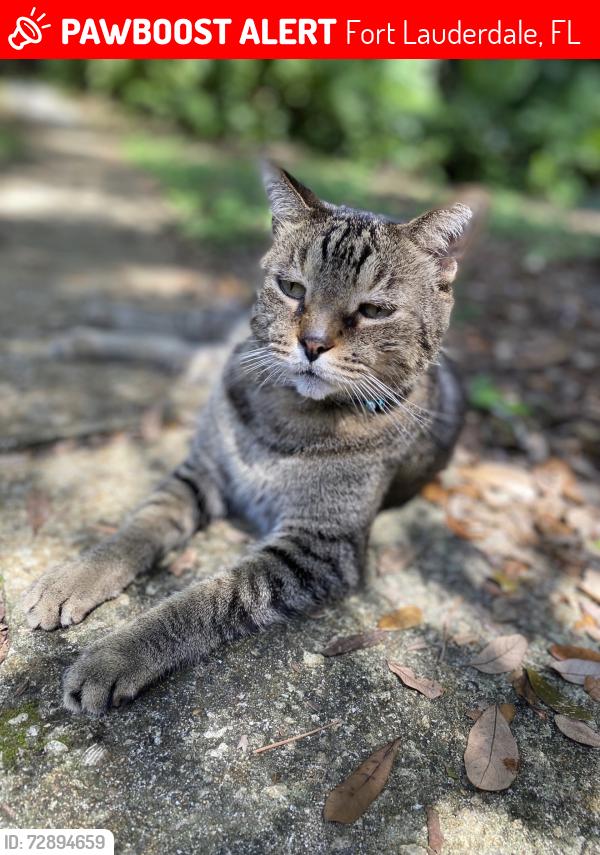 Lost Male Cat last seen Riverland rd and 28th terrace , Fort Lauderdale, FL 33312
