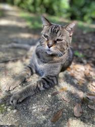 Lost Male Cat last seen Riverland rd and 28th terrace , Fort Lauderdale, FL 33312