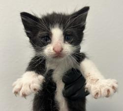 Shelter Stray Female Cat last seen Near 47th Street, San Diego, CA, 92102, San Diego, CA 92110