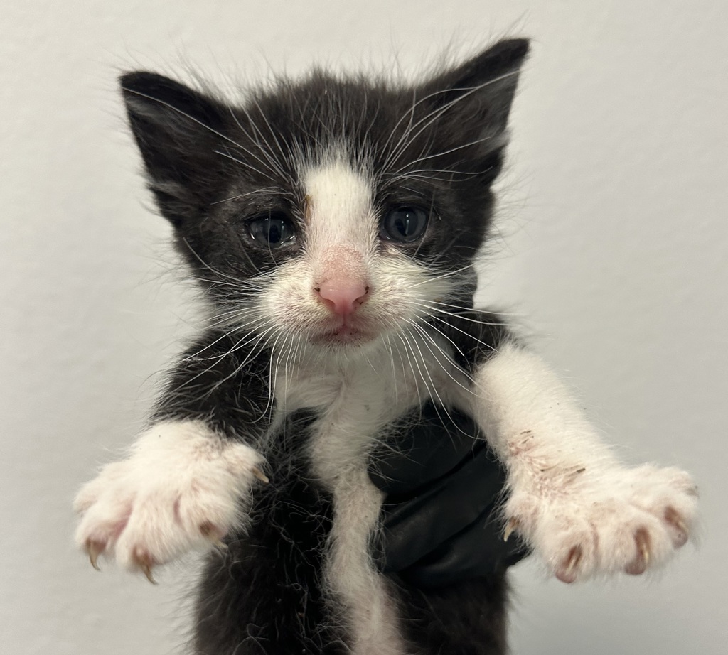 Shelter Stray Female Cat last seen Near 47th Street, San Diego, CA, 92102, San Diego, CA 92110
