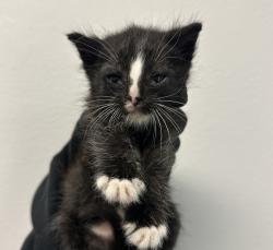 Shelter Stray Male Cat last seen Near 47th Street, San Diego, CA, 92102, San Diego, CA 92110