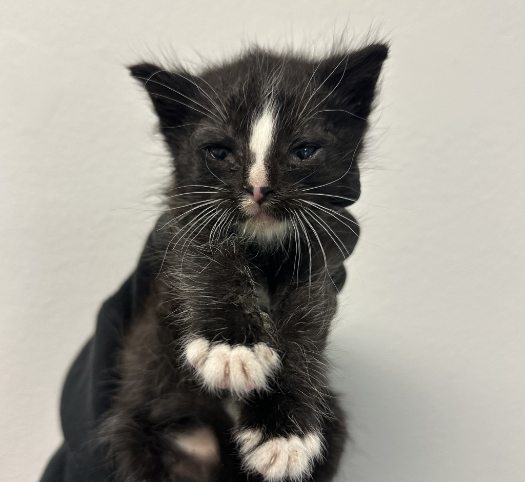 Shelter Stray Male Cat last seen Near 47th Street, San Diego, CA, 92102, San Diego, CA 92110