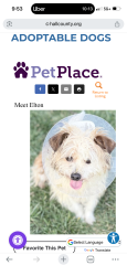 Reunited Male Dog last seen Near Plum Frost Court Oakwood,Ga 30566, Oakwood, GA 30566