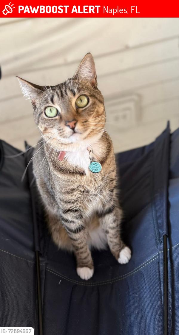 Lost Female Cat last seen Airport-pulling and fountainview circle, Naples, FL 34109