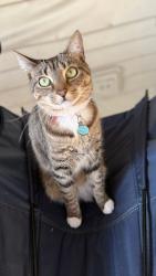 Lost Female Cat last seen Airport-pulling and fountainview circle, Naples, FL 34109