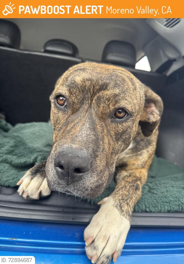 Found/Stray Female Dog last seen Nason , Moreno Valley, CA 92557