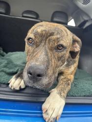 Found/Stray Female Dog last seen Nason , Moreno Valley, CA 92557