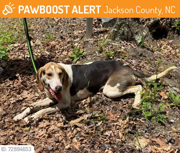 Found/Stray Female Dog last seen Beginning of Greens Creek at parking area across from bridge at the fire department, Jackson County, NC 28779
