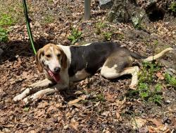 Found/Stray Female Dog last seen Beginning of Greens Creek at parking area across from bridge at the fire department, Jackson County, NC 28779