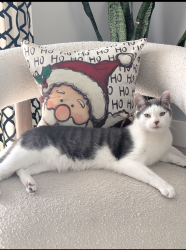 Lost Male Cat last seen Singer drive & Powell drive, West Palm Beach, FL 33404