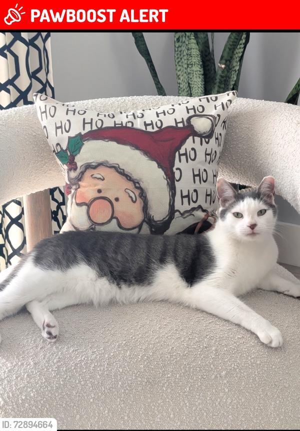 Lost Male Cat last seen Singer drive & Powell drive, West Palm Beach, FL 33404