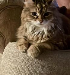 Lost Female Cat last seen Windsong Drive, Watkins Rd, Marks Rd, Fenn Rd,  in Medina, Medina Township, OH 44256