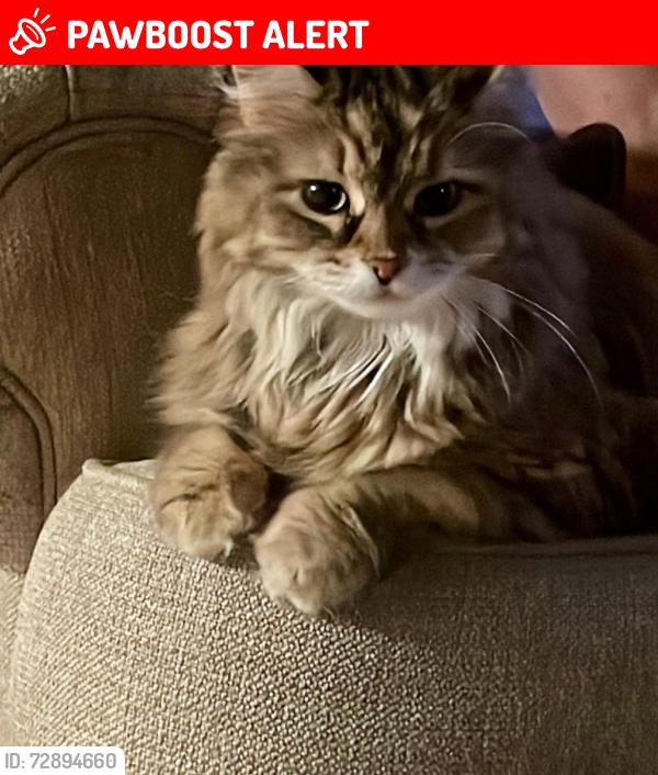 Lost Female Cat last seen Windsong Drive, Watkins Rd, Marks Rd, Fenn Rd,  in Medina, Medina Township, OH 44256
