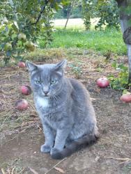 Reunited Male Cat last seen Jain Center Cloverly MD , Briggs Chaney Rd, MD 20866