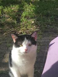 Found/Stray Unknown Cat last seen Beachwood street,  Pittsburgh pa, Pittsburgh, PA 15217
