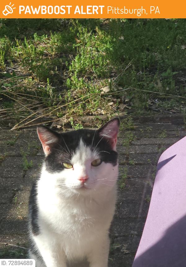Found/Stray Unknown Cat last seen Beachwood street,  Pittsburgh pa, Pittsburgh, PA 15217
