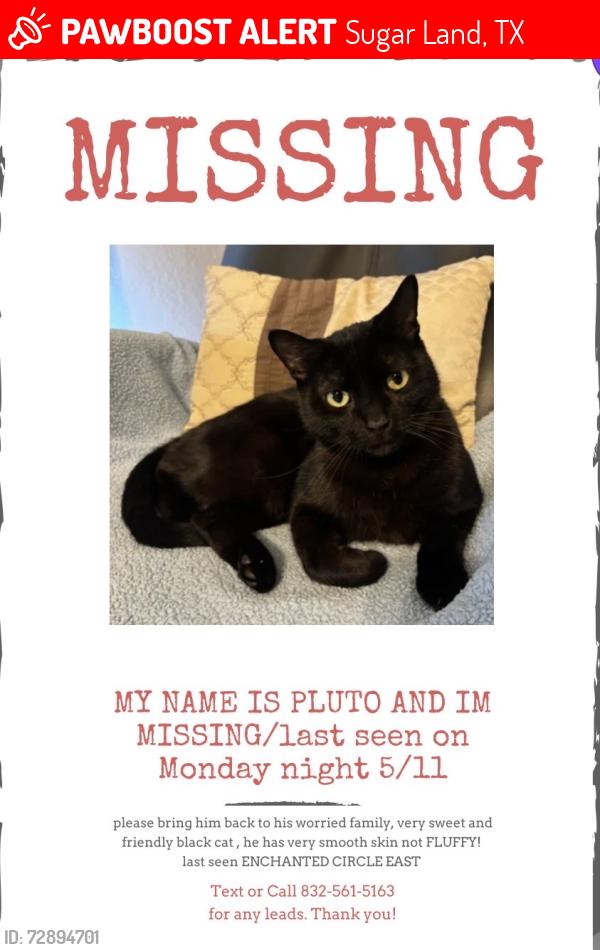 Lost Male Cat last seen Enchatend circle east, Sugar Land, TX 77498