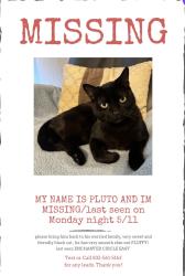 Lost Male Cat last seen Enchatend circle east, Sugar Land, TX 77498