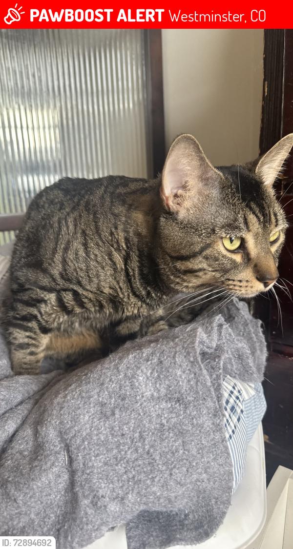 Lost Male Cat last seen off of Huron, Westminster, CO 80234