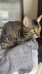 Lost Male Cat last seen off of Huron, Westminster, CO 80234