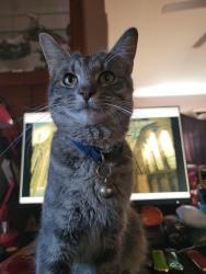 Lost Male Cat last seen 11th street and Fairland Ave, Panama City, FL 32401