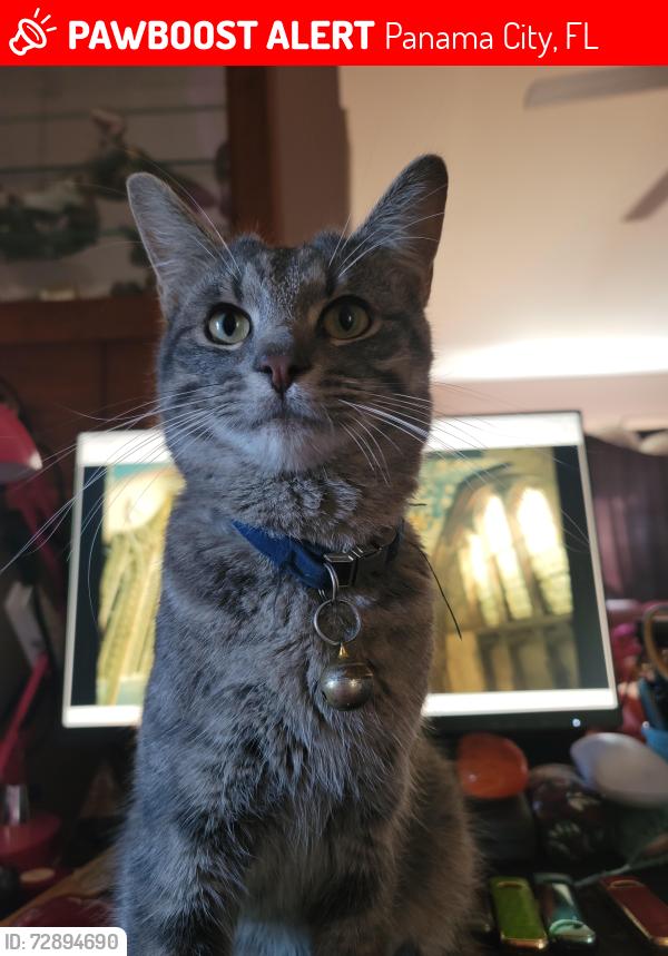 Lost Male Cat last seen 11th street and Fairland Ave, Panama City, FL 32401
