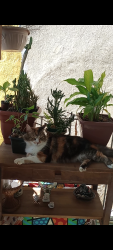 Lost Female Cat last seen Rua Jose higino, Tijuca, RJ 20510-110
