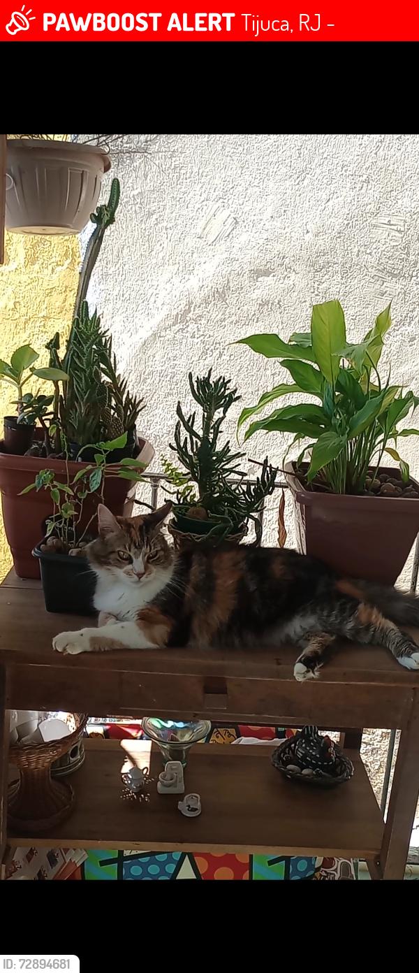 Lost Female Cat last seen Rua Jose higino, Tijuca, RJ 20510-110