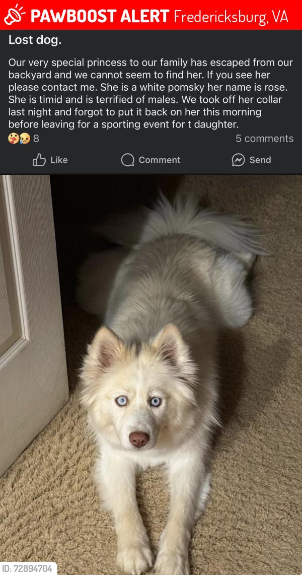 Lost Female Dog last seen Near Shackleford Well road Fredericksburg va 22406, Fredericksburg, VA 22406