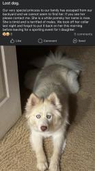 Lost Female Dog last seen Near Shackleford Well road Fredericksburg va 22406 , Fredericksburg, VA 22406
