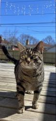 Lost Male Cat last seen church & lowell, Skokie, IL 60076