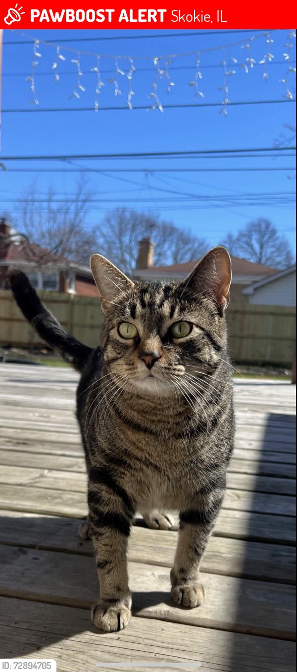 Lost Male Cat last seen church & lowell, Skokie, IL 60076