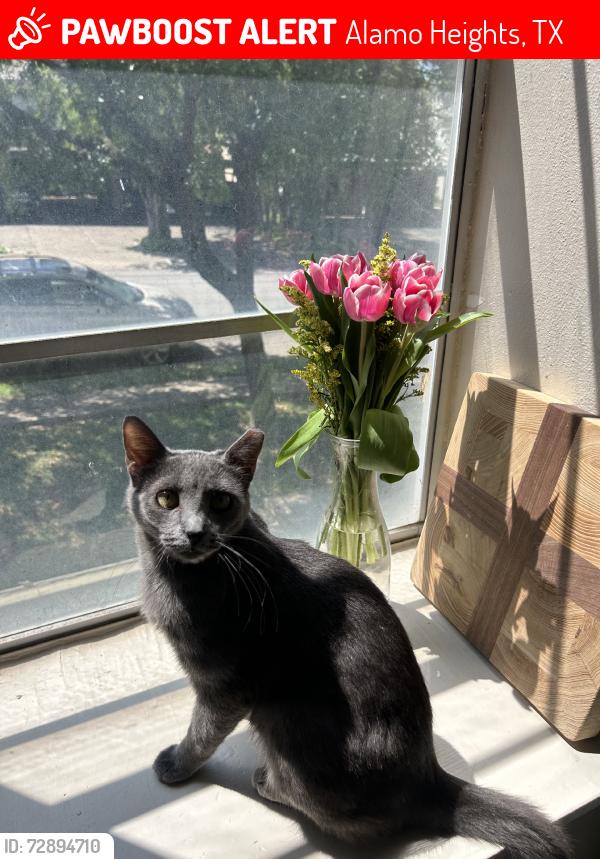 Lost Male Cat last seen Grove pl and north new braunfels, Alamo Heights, TX 78209