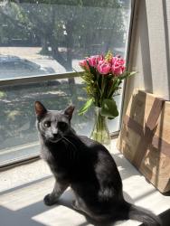 Lost Male Cat last seen Grove pl and north new braunfels, Alamo Heights, TX 78209