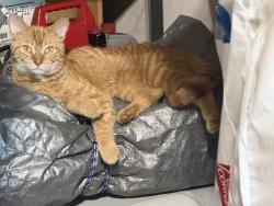 Found/Stray Unknown Cat last seen Route 18 and Ewing, Florence, KY 41042